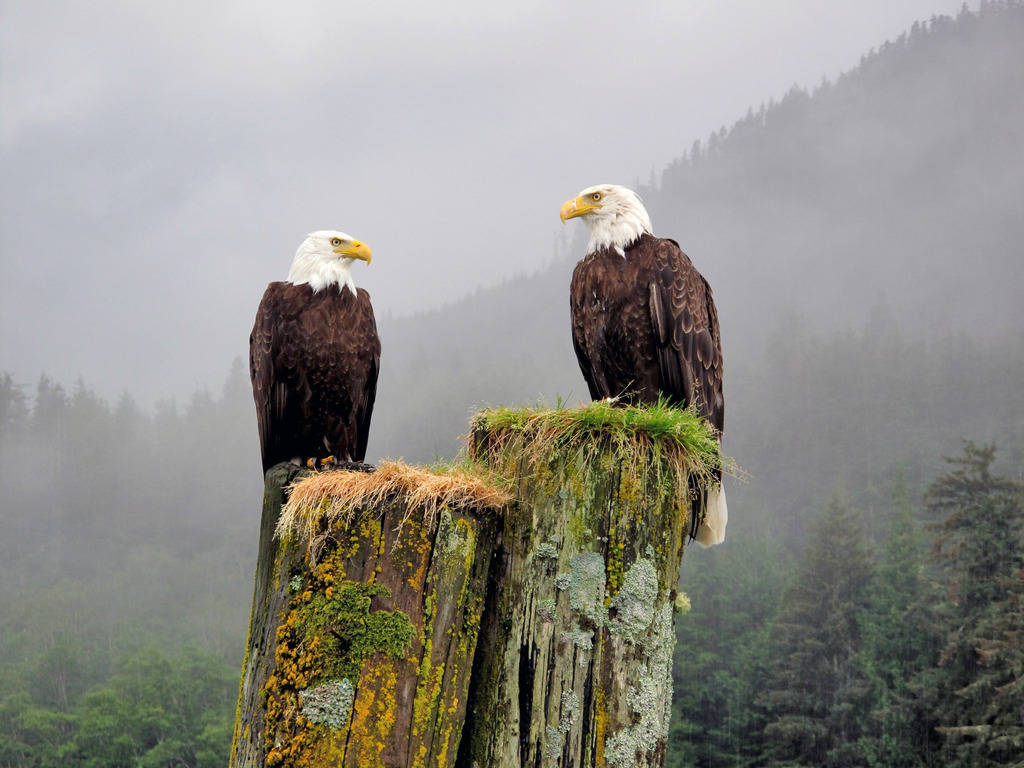 Twee Amerikaanse zeearenden op bemoste houten palen in Campbell River, Vancouver Island, Canada