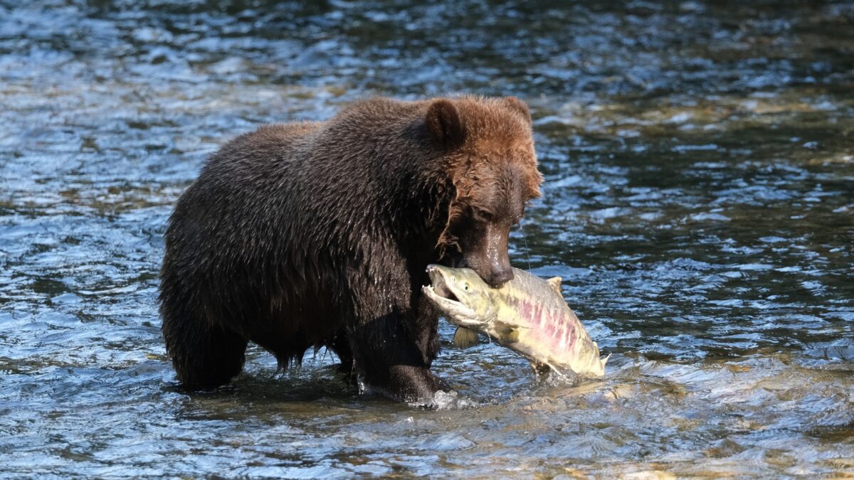 Bruine beer vangt een zalm in een rivier in Alaska – reizen met Explore