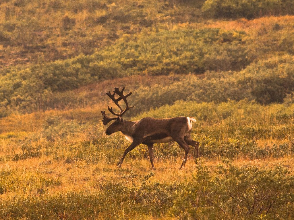 Kariboe wandelt door een open veld in Denali National Park, Alaska – reizen met Explore.