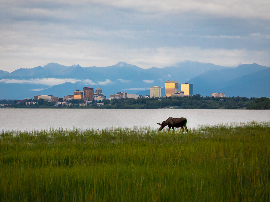 Eland graast in het gras aan het water met skyline van Anchorage en bergen op de achtergrond – reizen met Explore.
