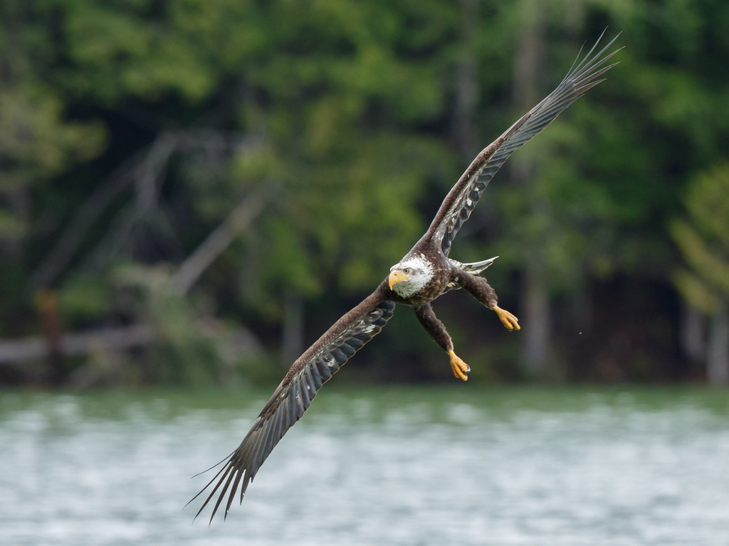 Een Amerikaanse zeearend vliegt laag boven het water, met een groene bosrijke achtergrond – Canada – reizen met Explore.
