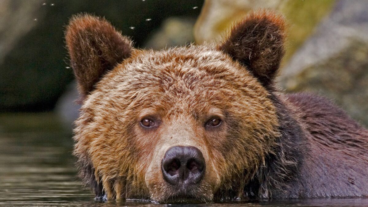 Close-up van een grizzlybeer in het water in Canada – reizen met Explore
