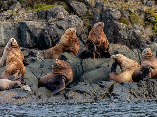 Zeeleeuwen op rotsen aan de kust van Vancouver Island, Canada – reizen met Explore