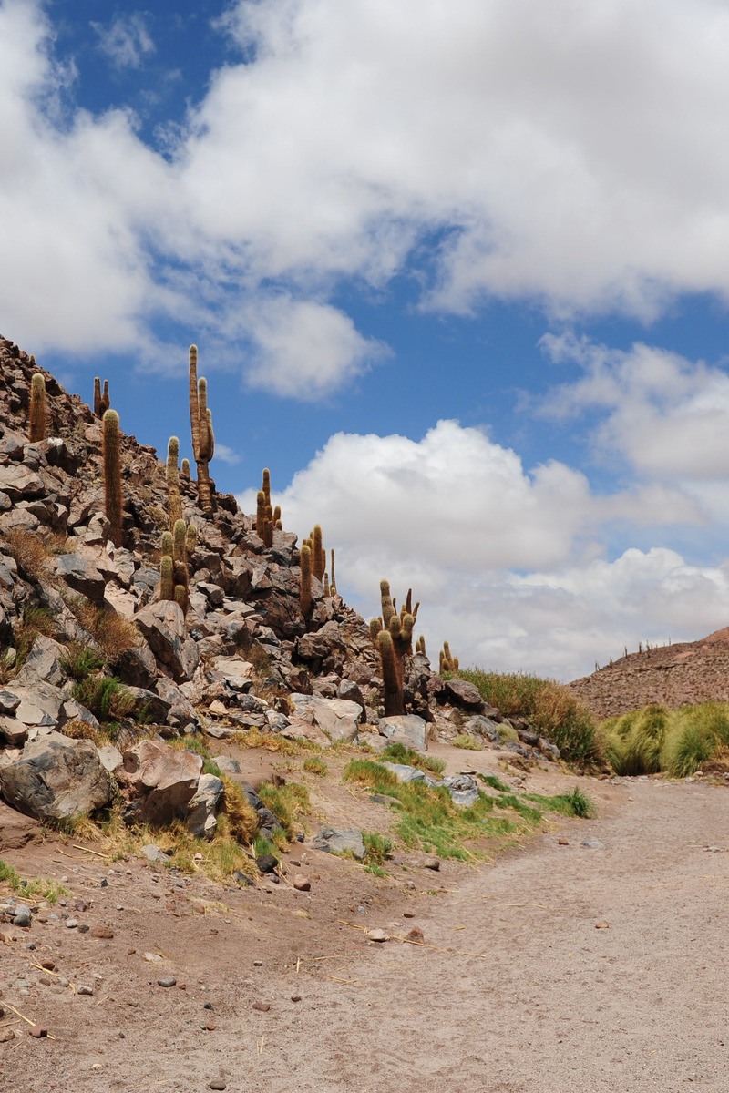 Guatin cactus vallei in het Atacama gebergte van Chili - reizen met Explore