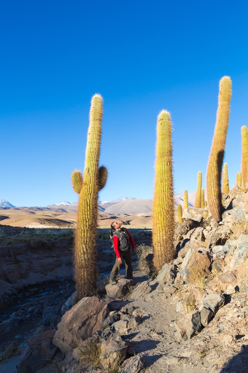 Guatin cactus vallei in het Atacama gebergte van Chili - reizen met Explore
