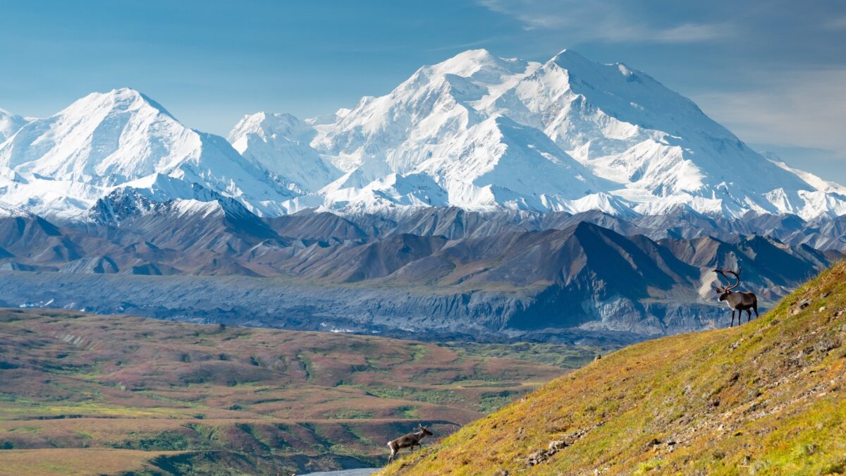 Caribou op een heuvel met op de achtergrond de besneeuwde Mount Denali in Alaska – reizen met Explore