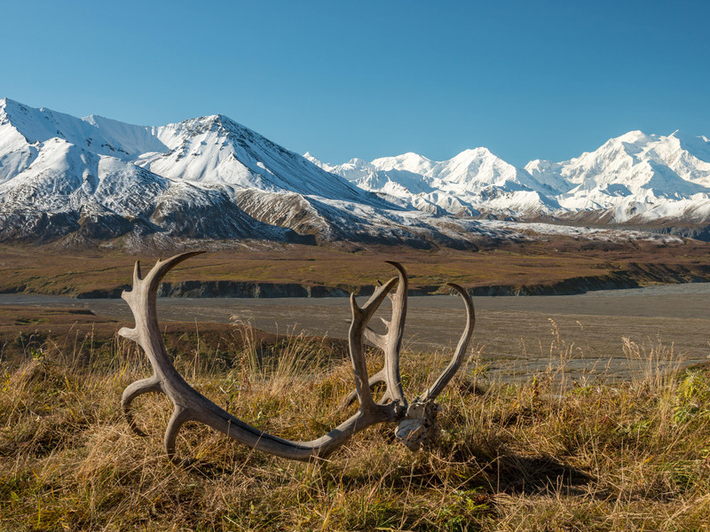 Gewei op berghelling met uitzicht op besneeuwde toppen in Denali National Park – reizen met Explore