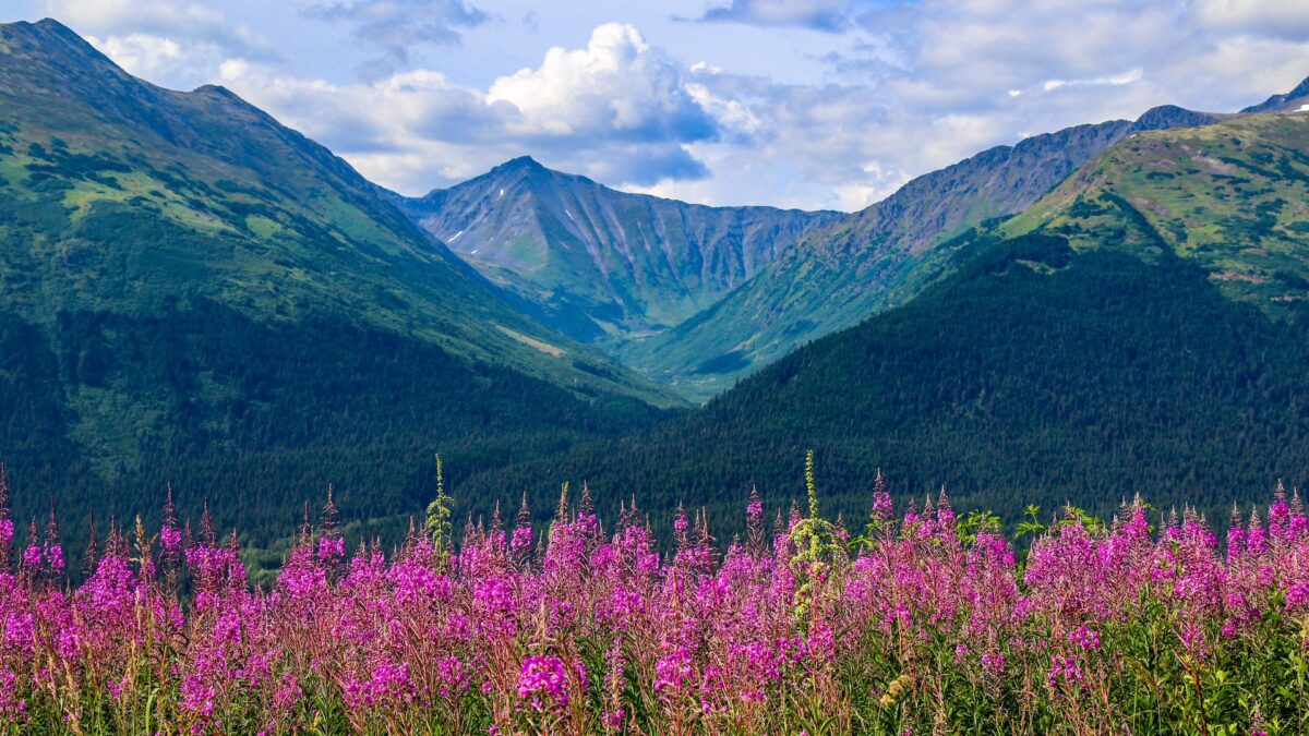 Paarse fireweed-bloemen voor een berglandschap bij Anchorage, Alaska – reizen met Explore