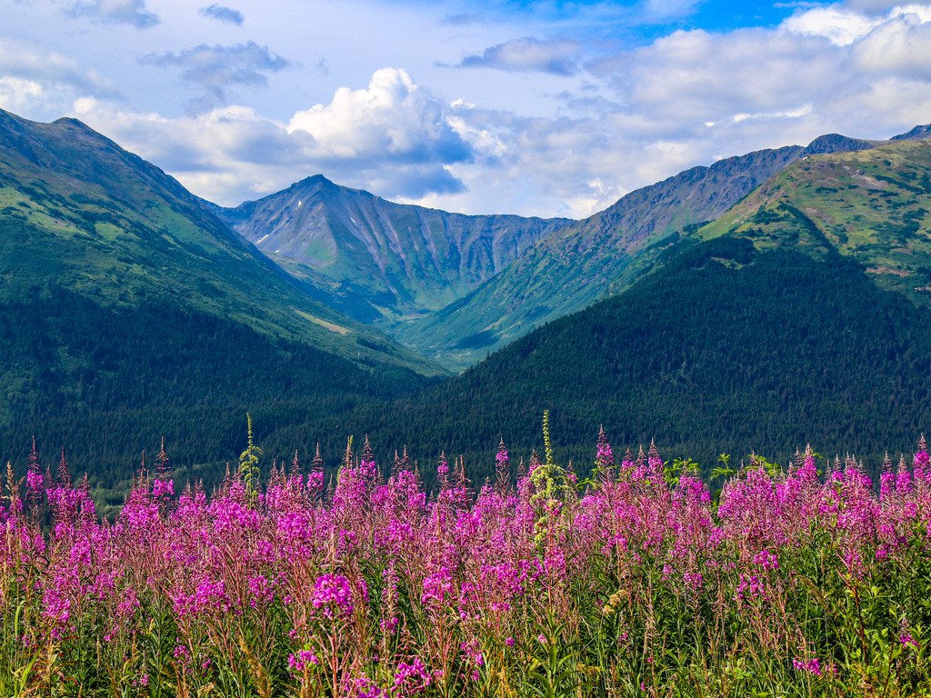Veld vol paarse fireweed met groene bergen op de achtergrond bij Anchorage in Alaska – reizen met Explore