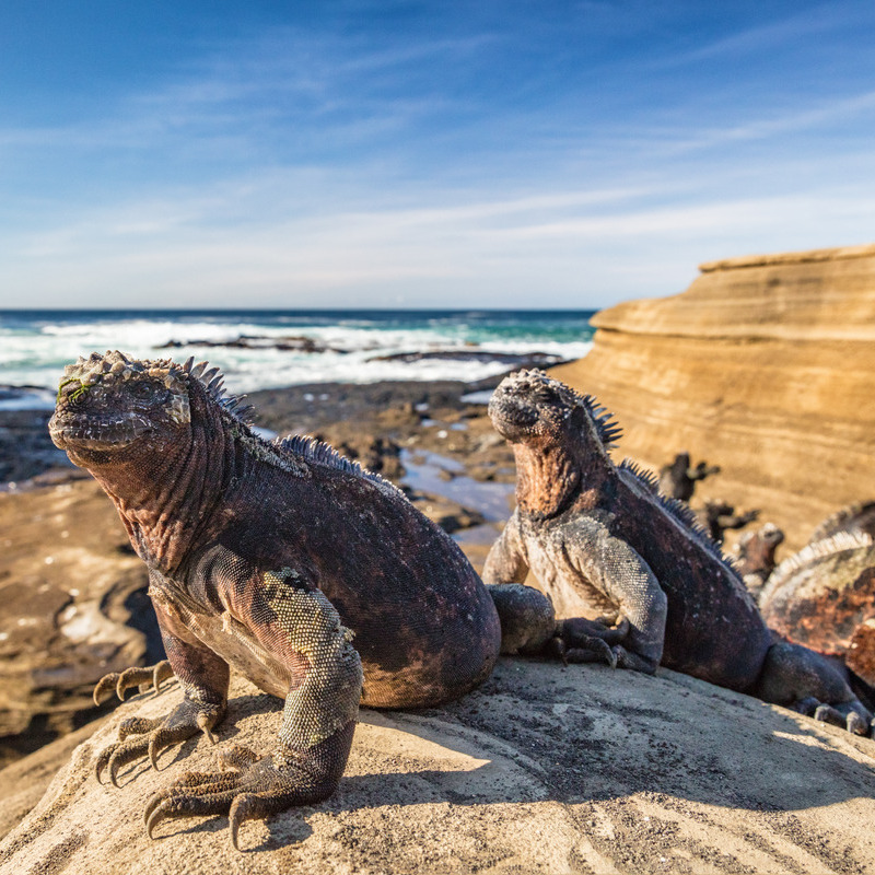 Leguanen op Galapagos - reizen met Explore