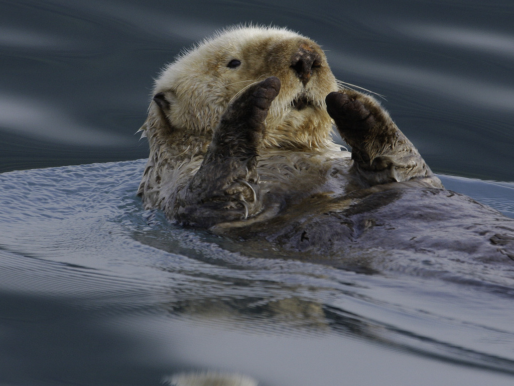 Zeeotter drijft op zijn rug in het kalme water nabij Katmai National Park in Alaska – reizen met Explore