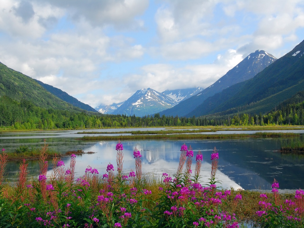 Meer met paarse bloemen en besneeuwde bergtoppen in Kenai Fjords National Park in Alaska – reizen met Explore