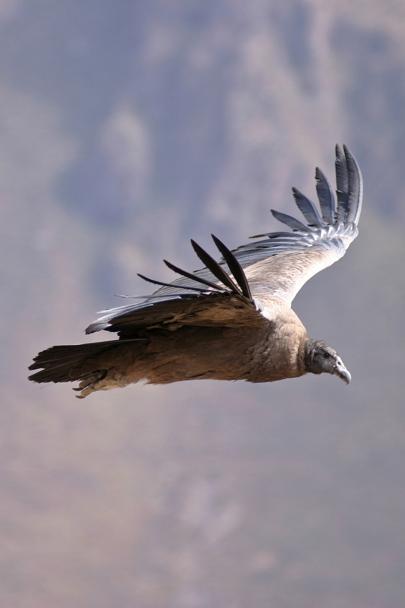 Condor vogel in Arequipa, Peru - reizen met Explore