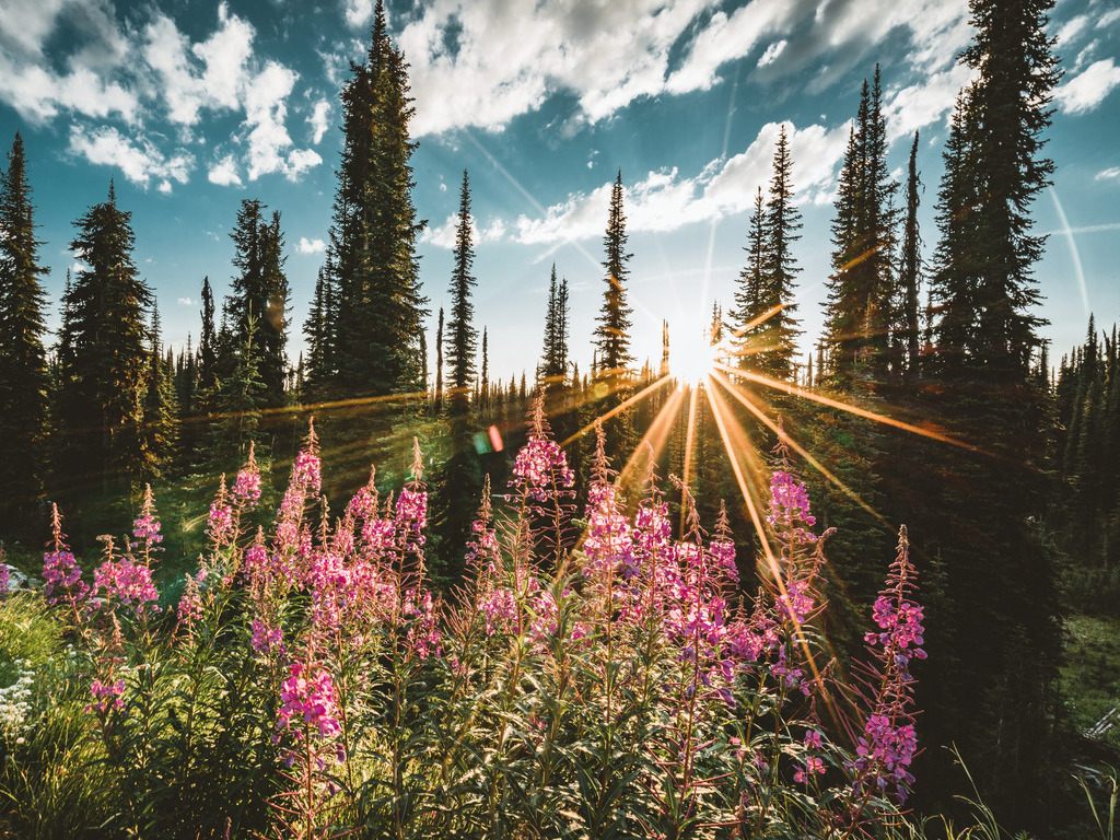 Zonsondergang in een bloemenveld bij Revelstoke met dennenbomen op de achtergrond – reizen met Explore.