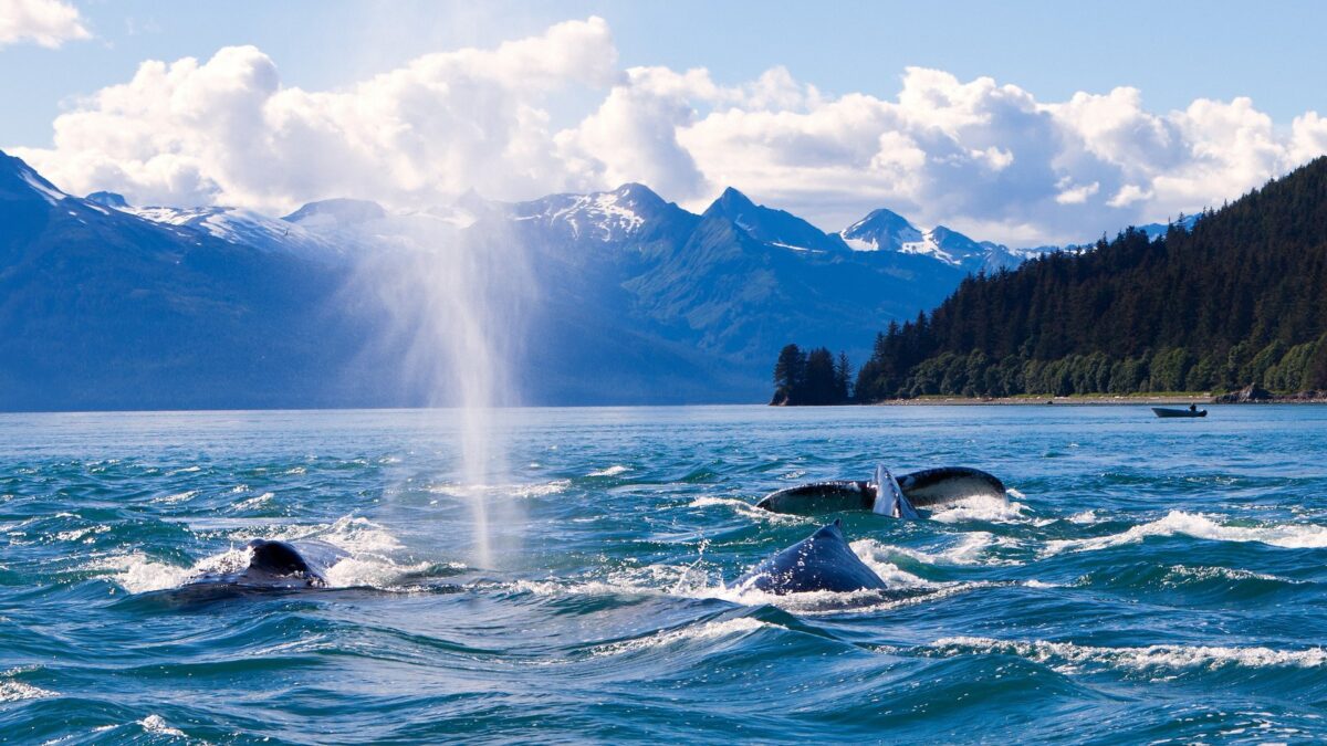 Walvissen voor de kust bij Seward, Alaska – reizen met Explore
