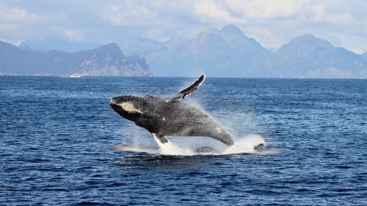 Springende bultrugwalvis voor de kust bij Seward in Alaska – reizen met Explore