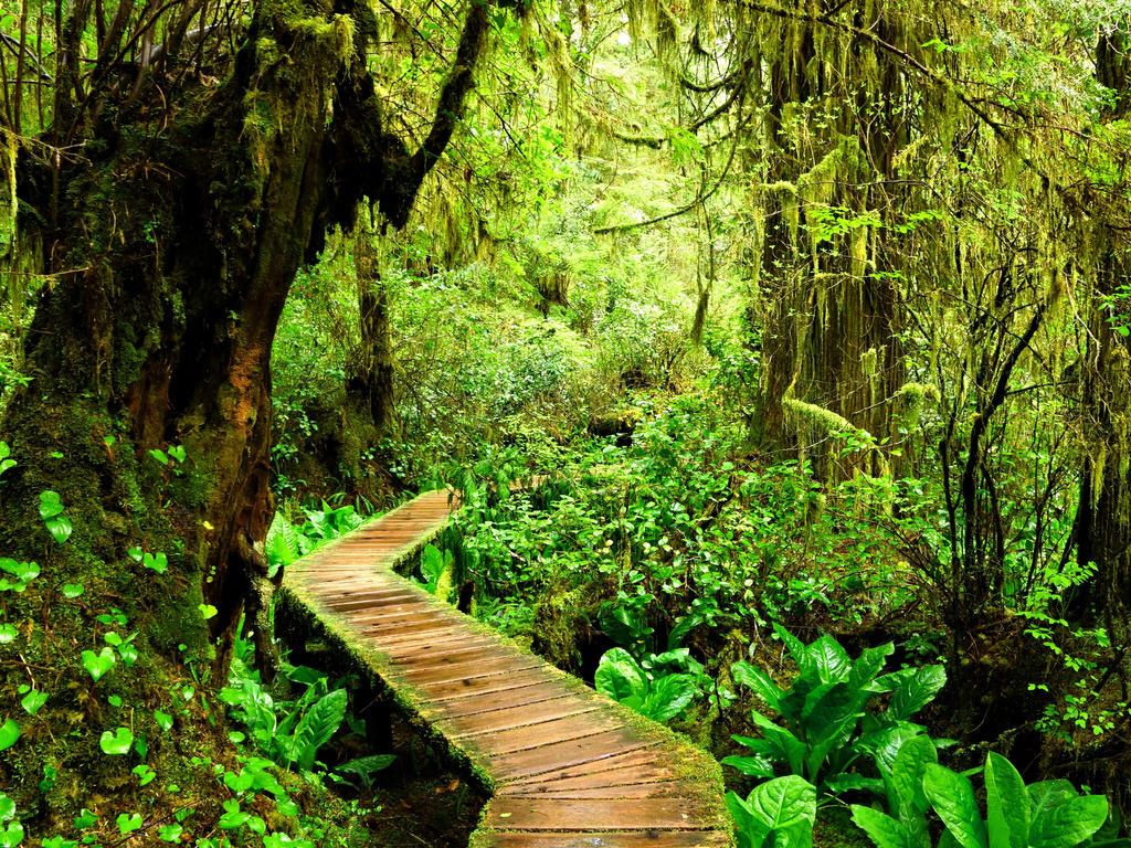Een houten wandelpad slingert zich door het weelderige regenwoud van Pacific Rim National Park op Vancouver Island, omgeven door frisgroen mos en varens – reizen met Explore.