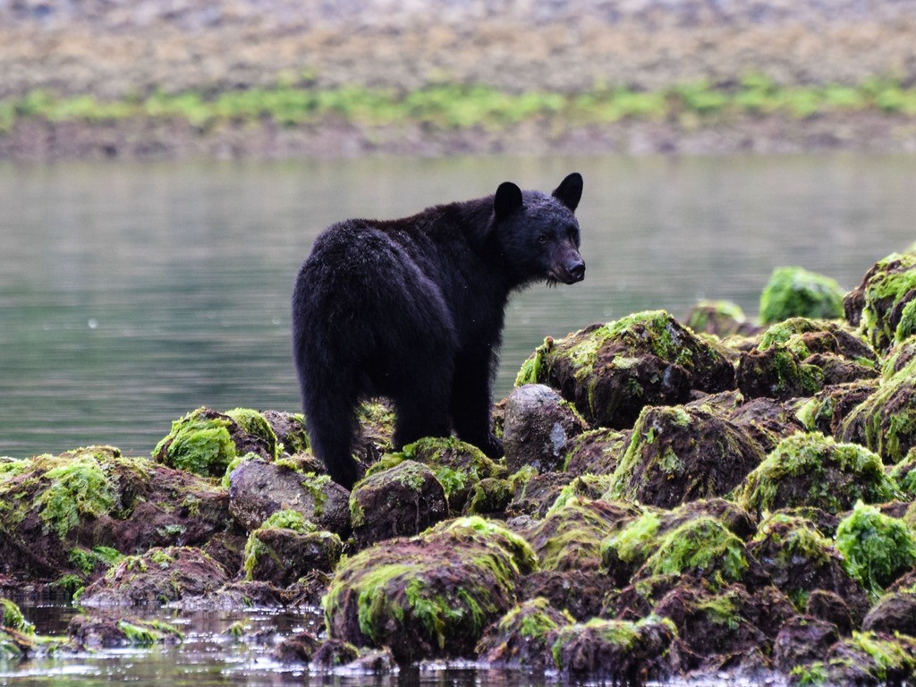 Een zwarte beer langs de kustlijn van Vancouver Island, omgeven door groene rotsen bedekt met mos – reizen met Explore.