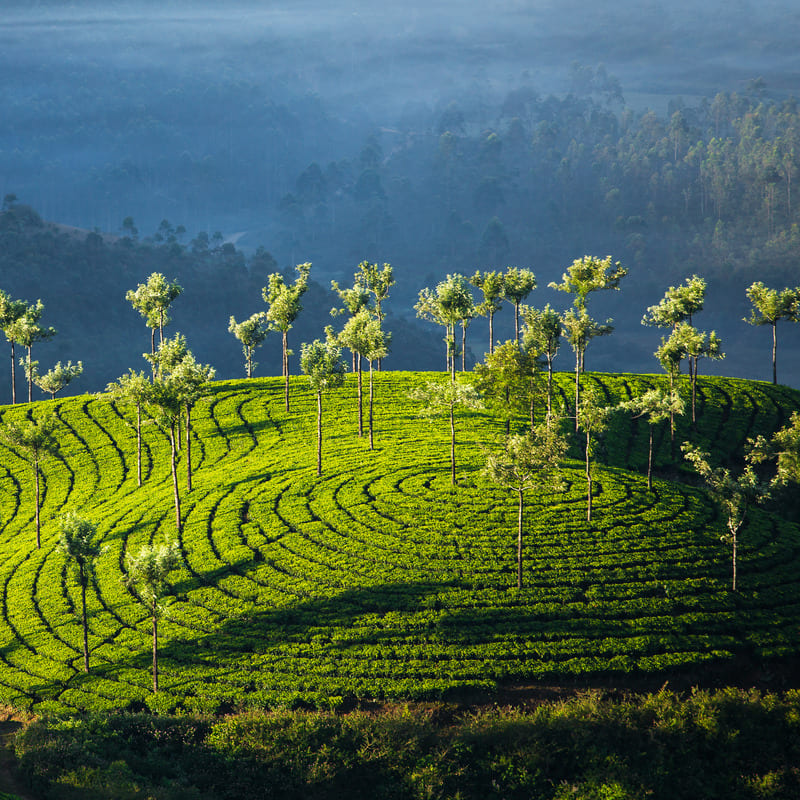 Theevelden in Zuid India