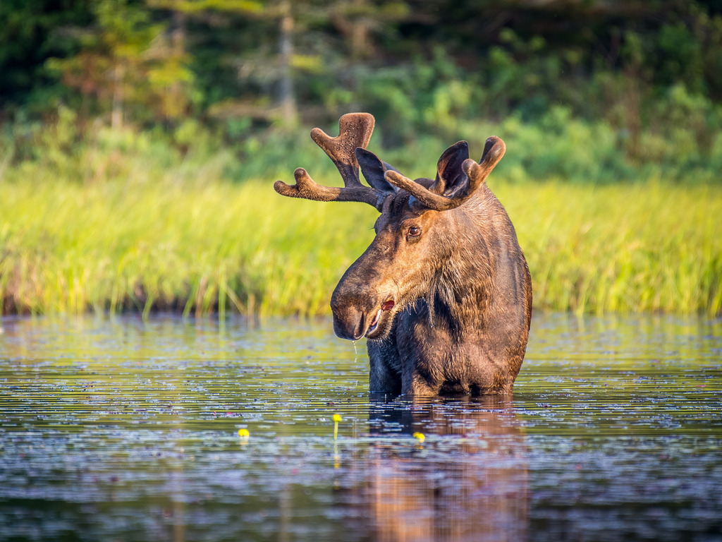 Wildlife Canada_Moose in water_Website Explore
