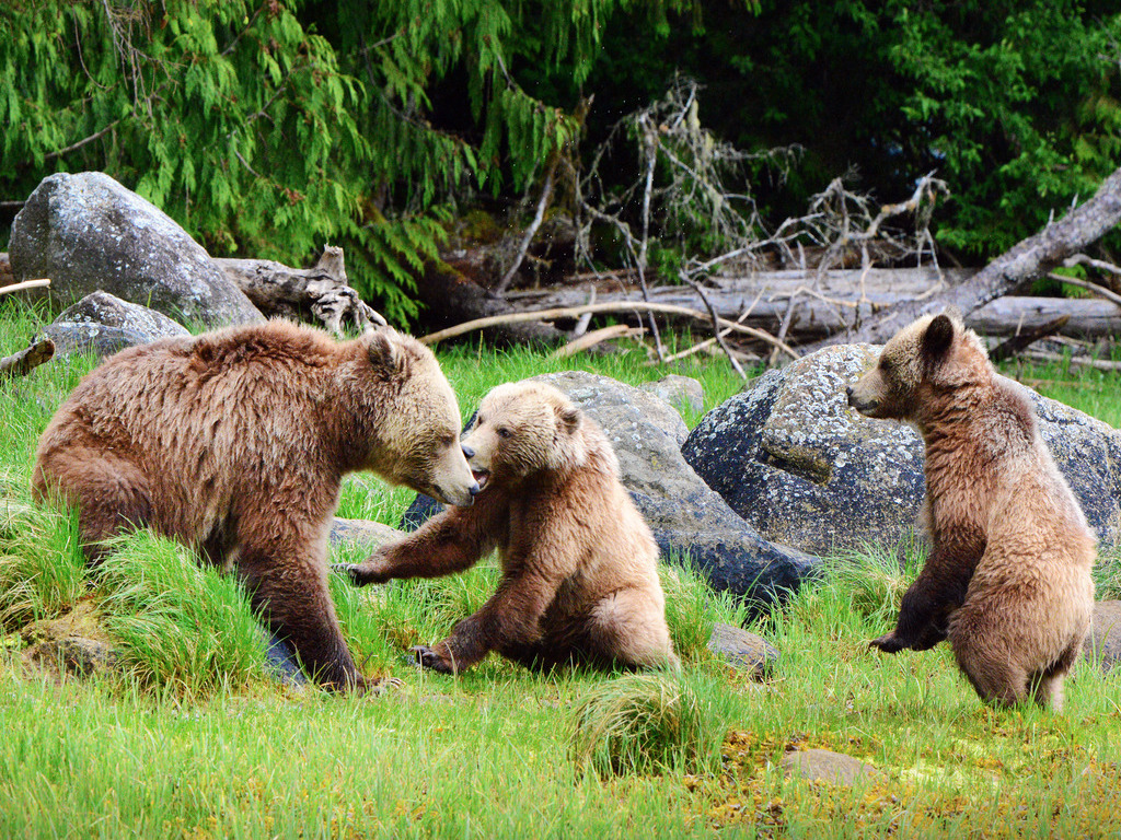 Grizzly cubs playing_webbsite_Explore