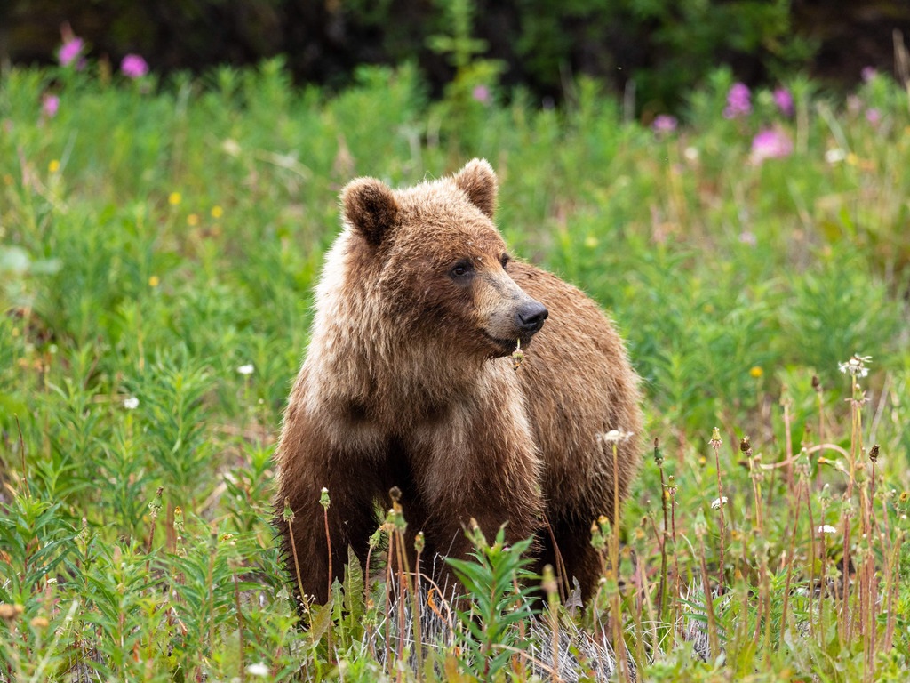 Jonge bruine beer staat tussen de bloemen in een open veld in Alaska – reizen met Explore.