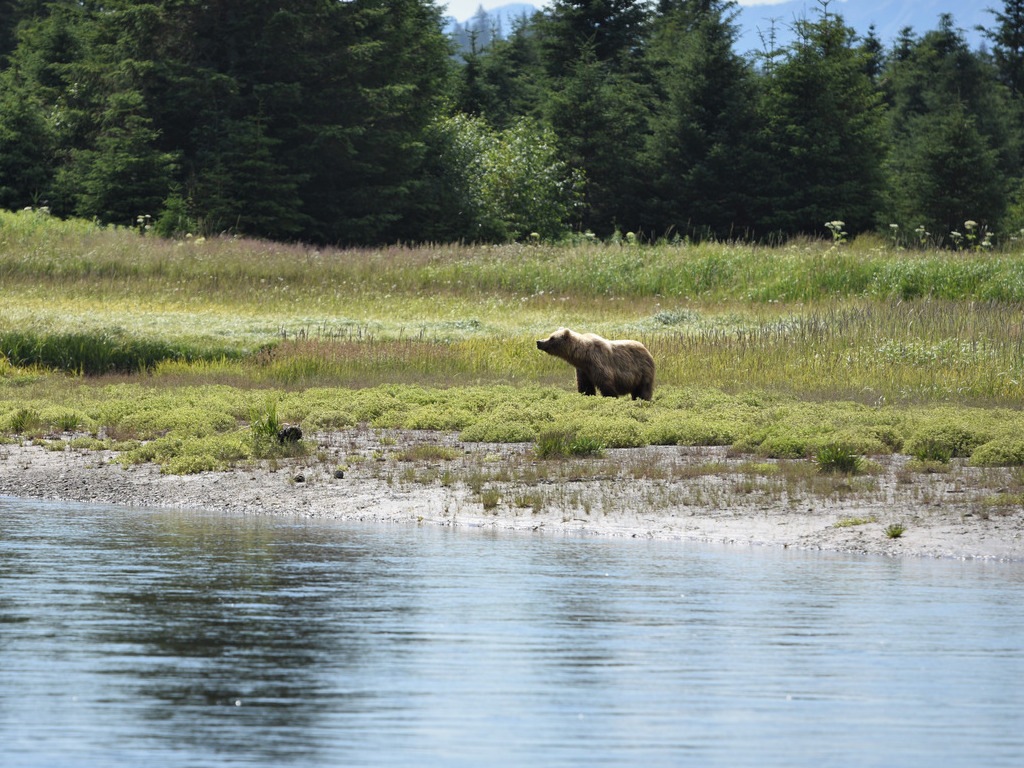 Grizzlybeer in grasveld bij water met bomen op de achtergrond – reizen met Explore.