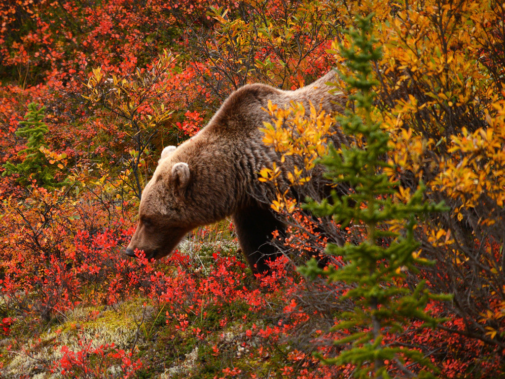Grizzly in herfstlandschap in Denali, Alaska