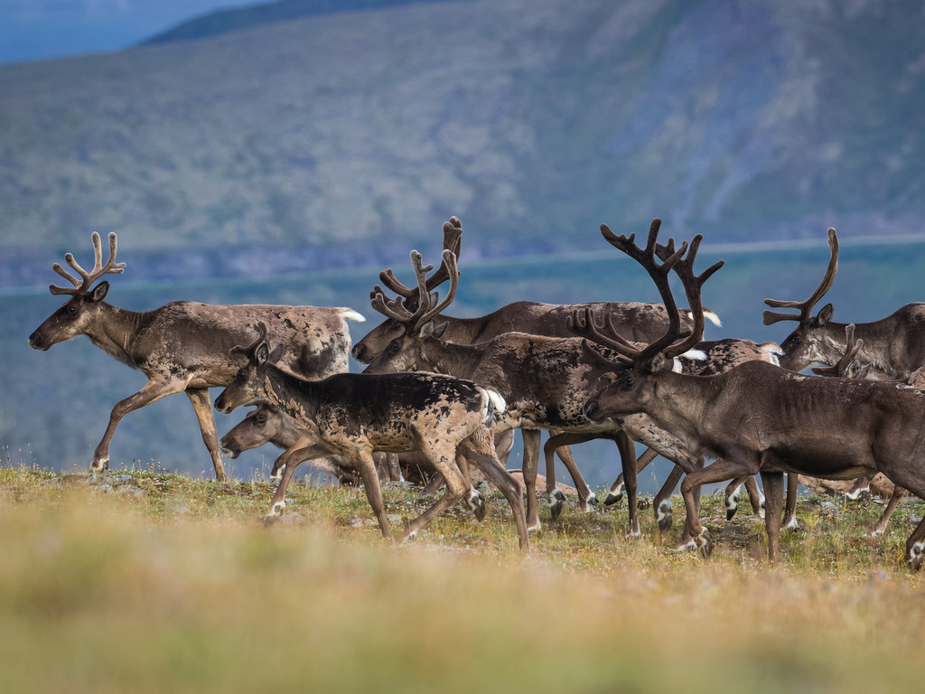 reizen naar Alaska met Explore