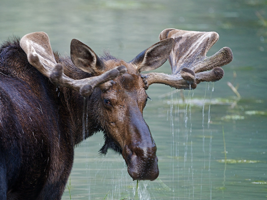 Een eland met nat gewei staat in ondiep water in Alaska – reizen met Explore.
