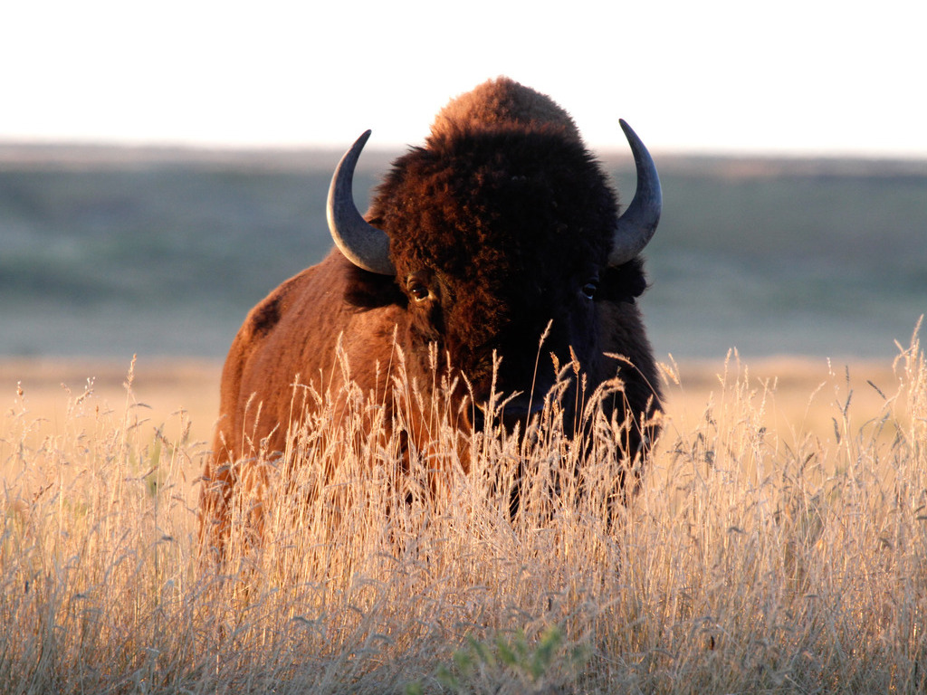 buffel in het wild - Reizen met Explore