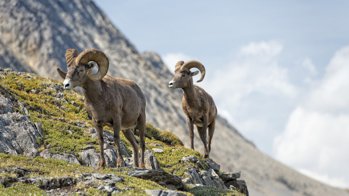 Twee bighorn schapen op rotsige helling in de Canadese Rockies, Canada – reizen met Explore.