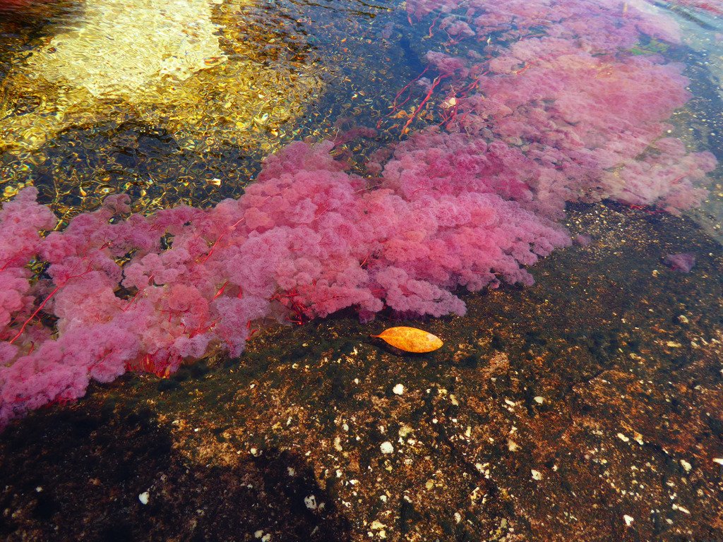 Rode waterplanten onder helder water in Caño Cristales, Colombia – reizen met Explore.