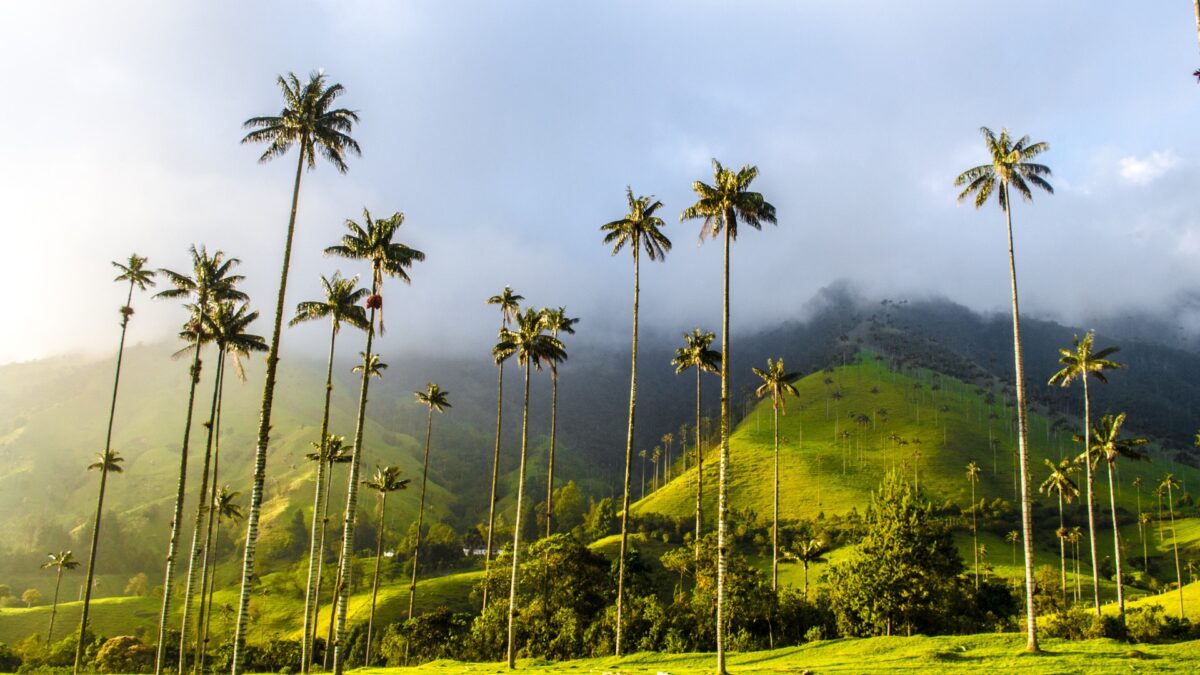 Valle de Cocora met hoge palmen en groene heuvels in Colombia – reizen met Explore.