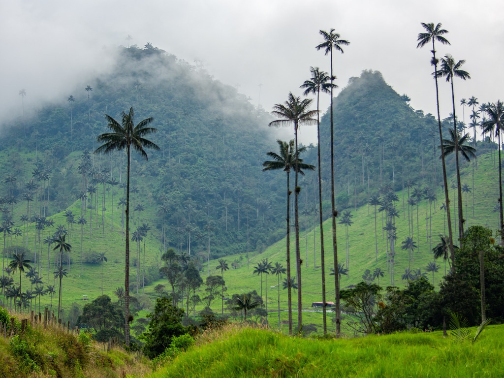 Palmen en mistige heuvels in Valle de Cocora, Colombia – reizen met Explore.