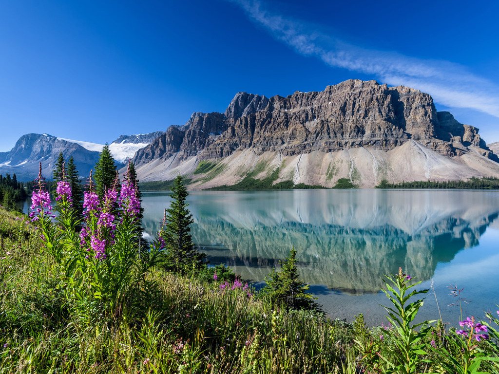 Bow Lake met op de achtergrond de imposante Crowfoot Mountain en wilde bloemen op de voorgrond, langs de Icefields Parkway – Canada – reizen met Explore.