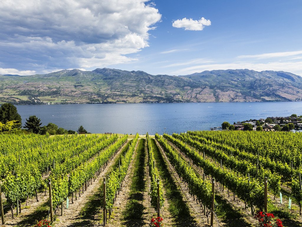 Wijngaard met uitzicht op Okanagan Lake en bergen bij Kelowna, British Columbia, Canada – reizen met Explore.