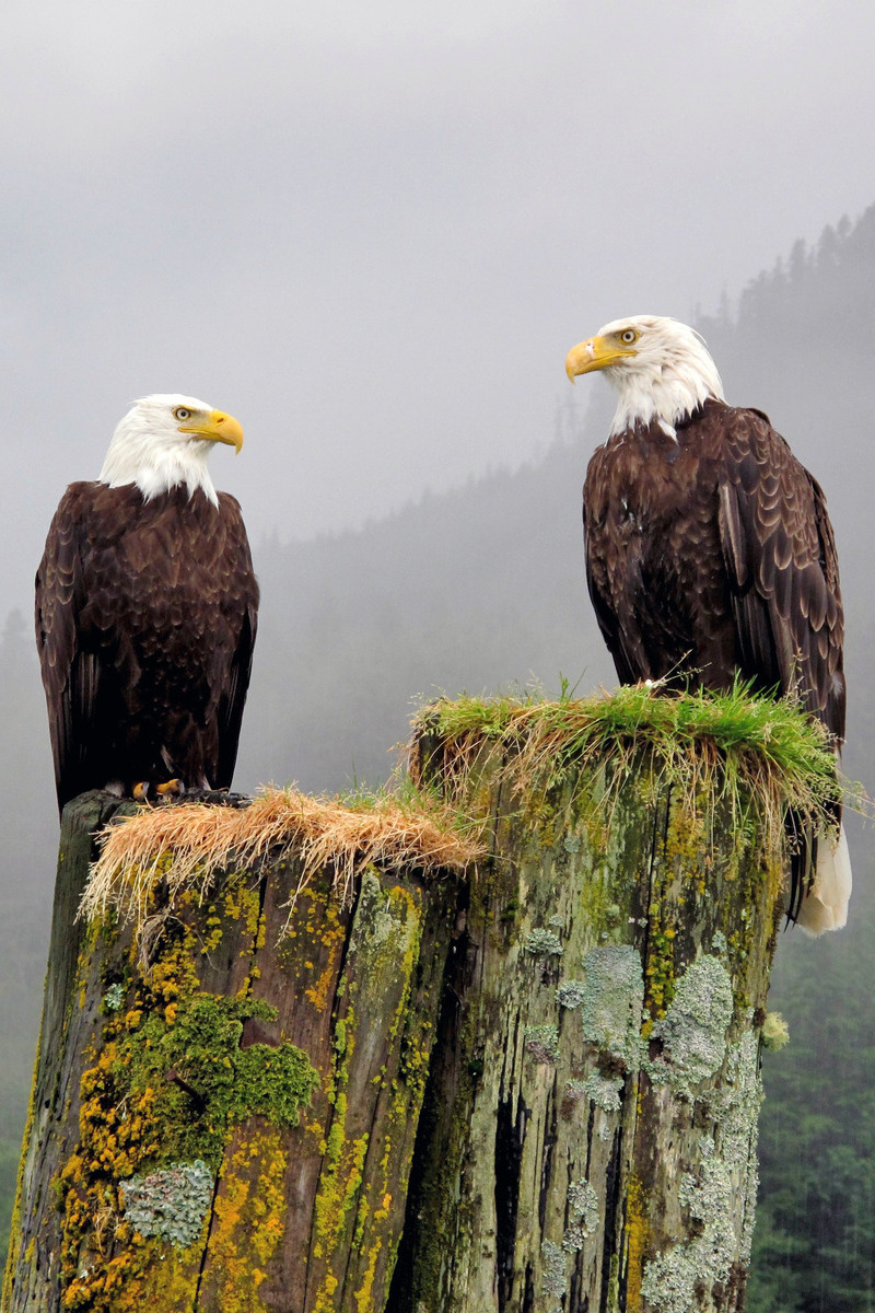 Mountain & Coastal Explorer