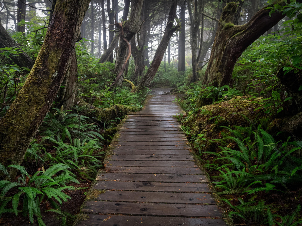Vancouver Island - Tofino & Ucluelet - Rainforest - Walkway (2)_Website_Explore_-_Picture_Divider_L_1024x768 (1)