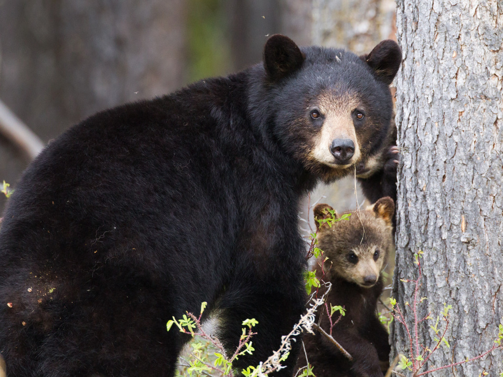 Black Bear with cub