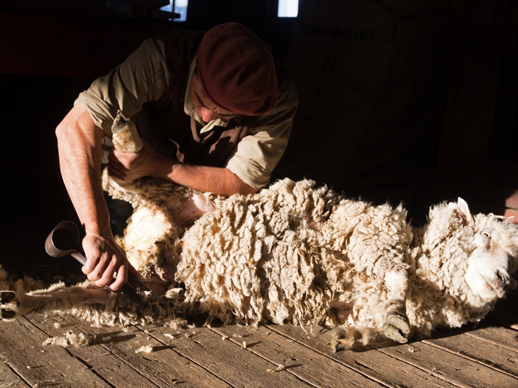 Man die een schaap scheert in Argentinië - reizen met Explore