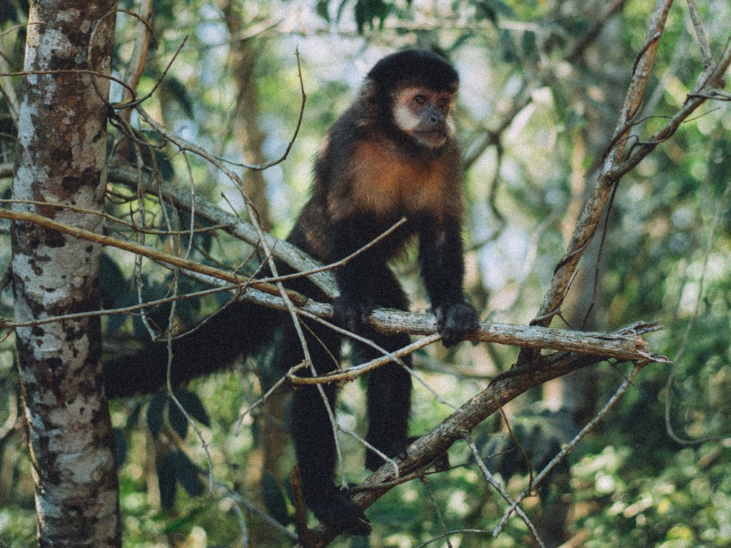 Aapje in Iguazu Nationaal Park, Argentinië - reizen met Explore