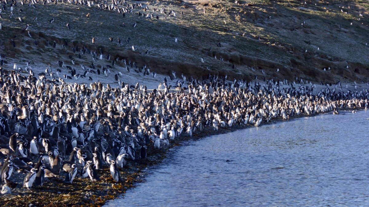 Pinguïns in Península Valdés, Argentinië - reizen met Explore