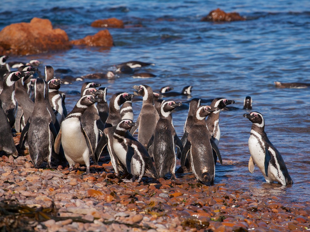 Pinguïns op Peninsula Valdes - reizen met Explore