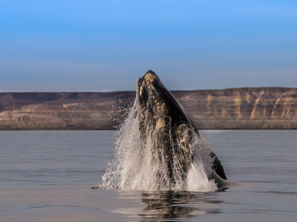 Walvis op Peninsula Valdes - reizen met Explore