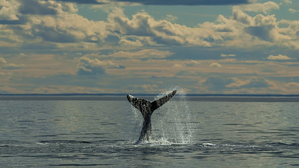 reizen naar Patagonië met Explore