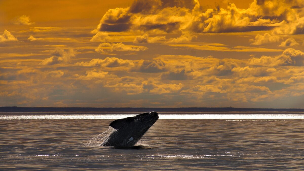 Walvis in Península Valdés, Argentinië - reizen met Explore