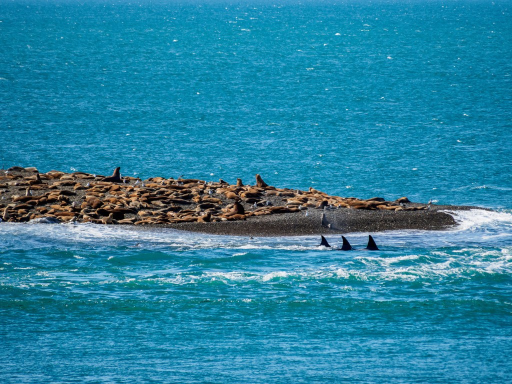 Zeeleeuwen op Peninsula Valdes, Argentinië - reizen met Explore
