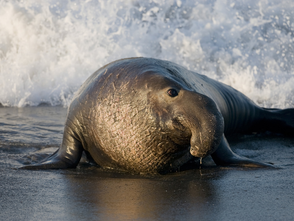 Zeeolifant op Peninsula Valdés in Argentinië - reizen met Explore