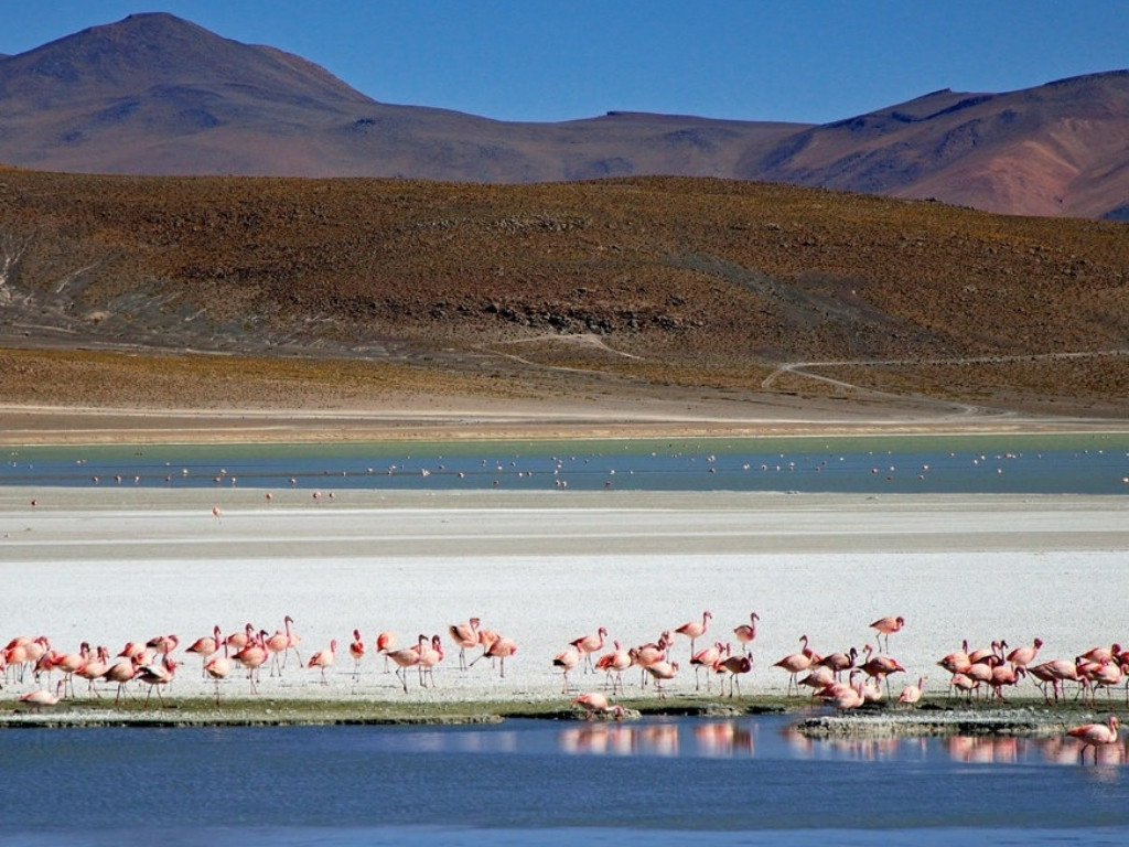 Flamingo's in Uyuni, Bolivië - reizen met Explore
